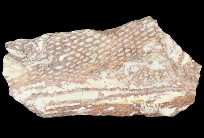 Ordovician Graptolite (Araneograptus) Plate - Morocco #126404
